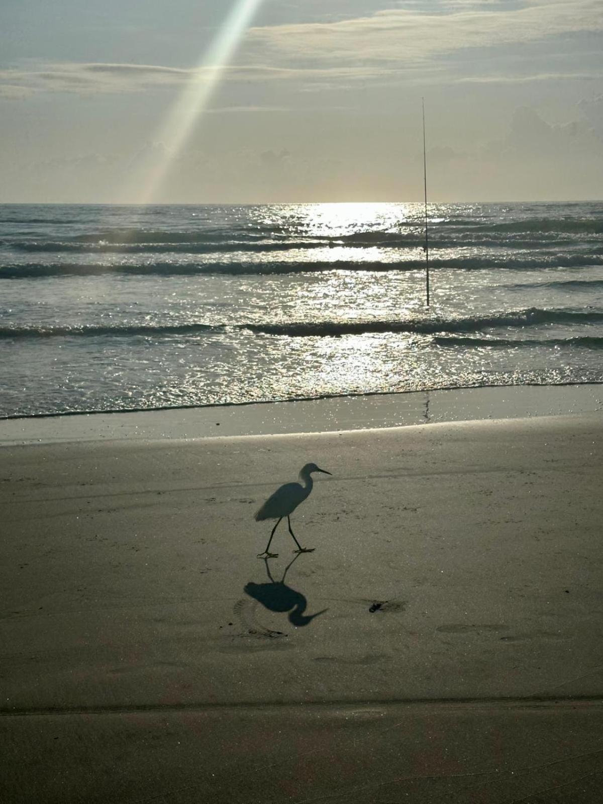 Flamingo Inn Beachfront - Daytona Beach Exterior photo